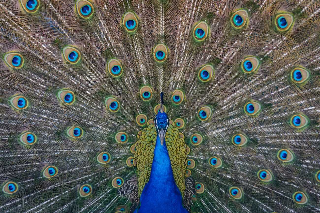 Peacock - Photo by Steve Harvey on Unsplash
